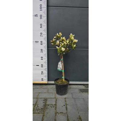 Azalia japońska japonicum 